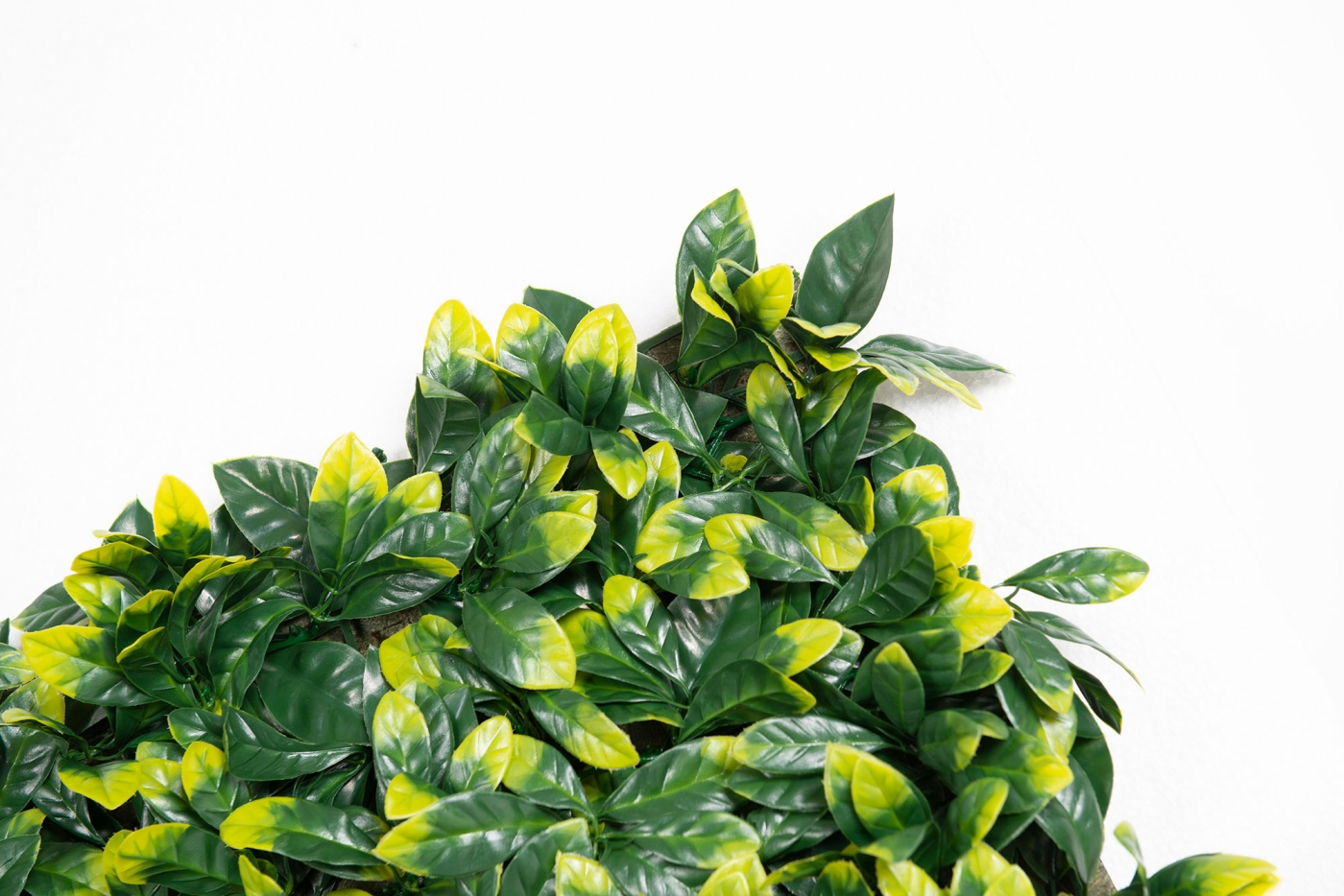 Вертикальный сад PITTOSPORUM