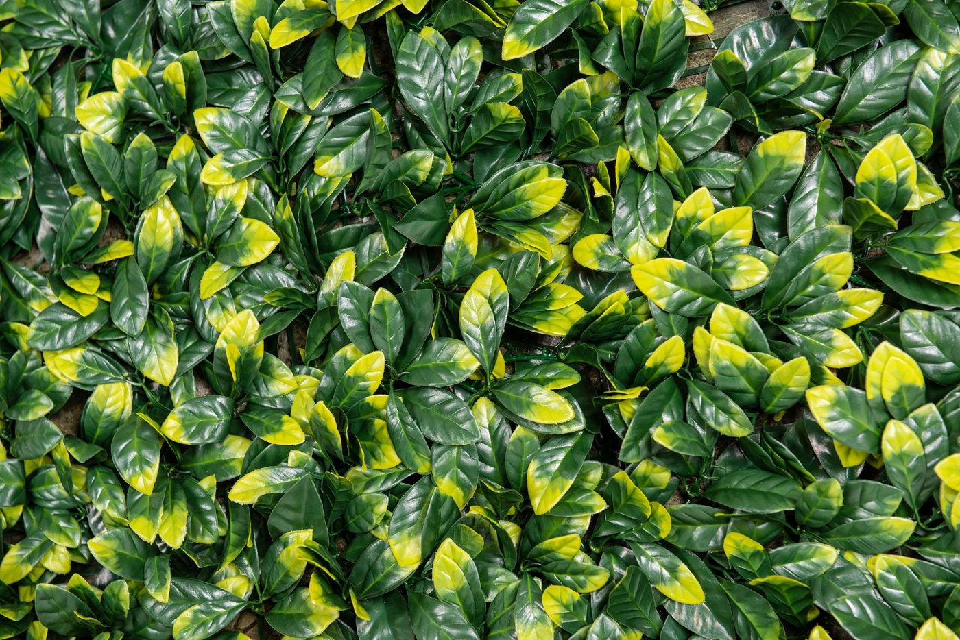 Вертикальный сад PITTOSPORUM