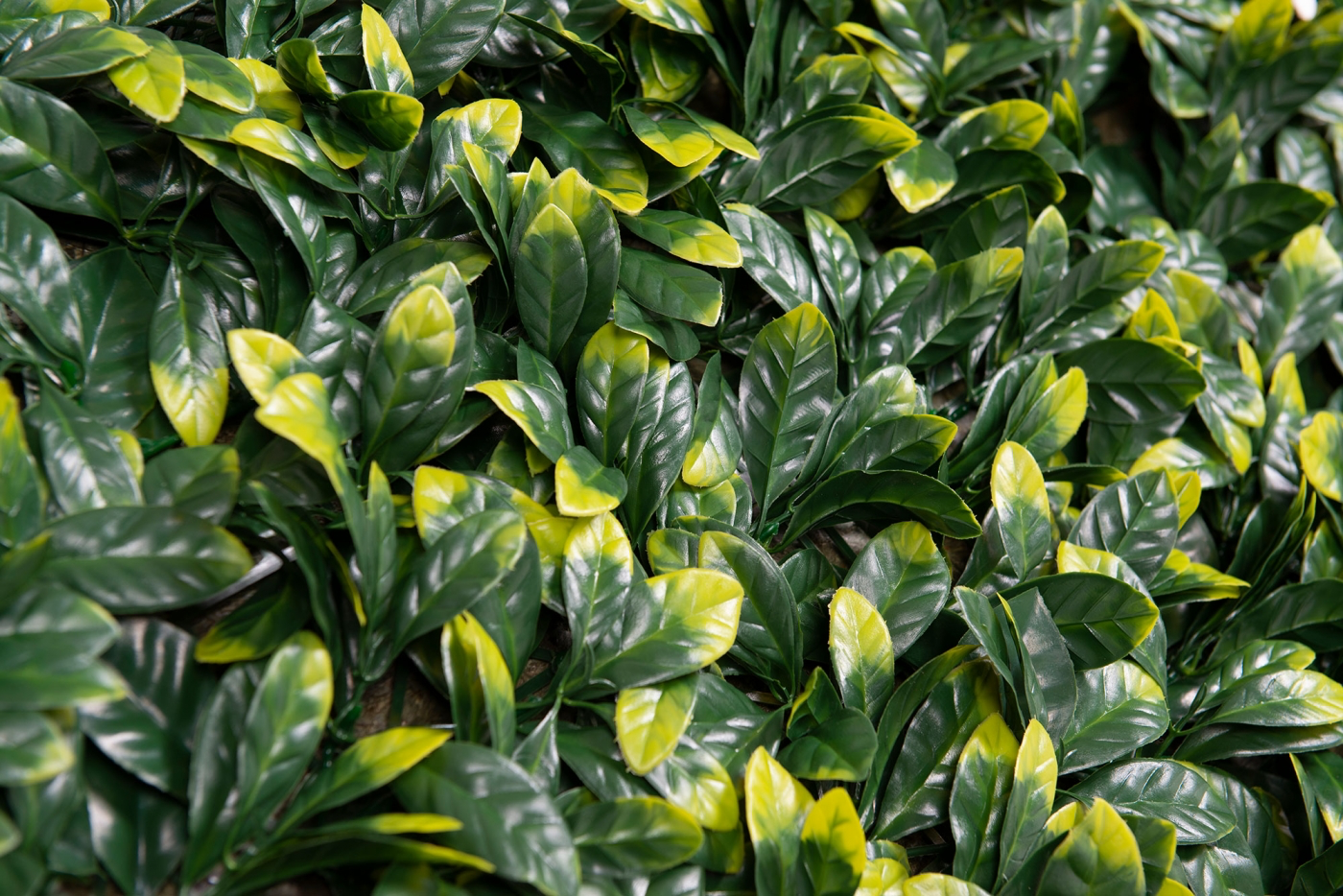 Вертикальный сад PITTOSPORUM