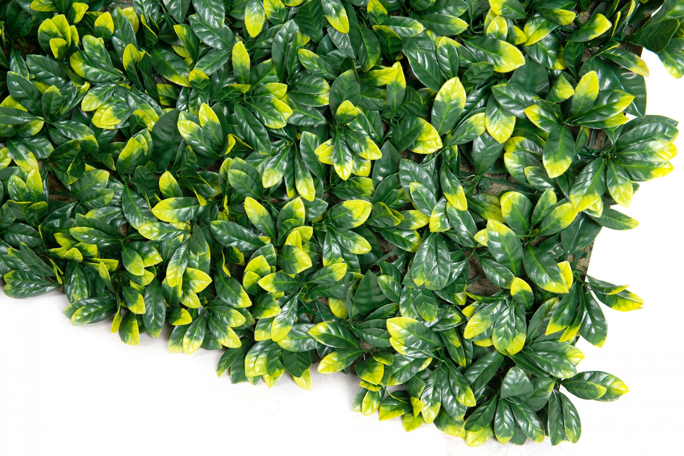 Вертикальный сад PITTOSPORUM